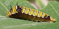 Raŭpo de Graphium sp. el la familio de en:Papilionidae sur folio de Sukerpomo, Annona squamosa en Dar es Salaam, Tanzanio