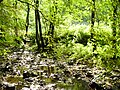 Hergstbach bei geringster Wasserführung