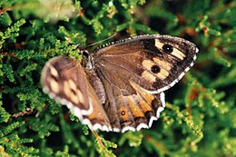 Pušyninis satyras (Hipparchia semele)