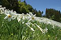 Narcissus poeticus subsp. poeticus