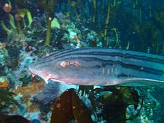 Pyjama shark