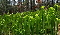 Sarracenia alata growing in a seep. Jasper County, Texas