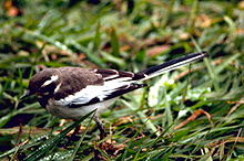 African pied wagtail