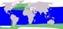 Grindade levila: rohelisega tavagrinda (Globicephala melas), sinisega troopikagrinda (Globicephala macrorhynchus)