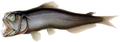 Image 52Most of the rest of the mesopelagic fishes are ambush predators, such as this sabertooth fish. The sabertooth uses its telescopic, upward-pointing eyes to pick out prey silhouetted against the gloom above. Their recurved teeth prevent a captured fish from backing out. (from Pelagic fish)