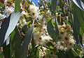 Inflorescencia de Eucalyptus melliodora