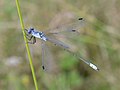 Nagy foltosrabló (Lestes macrostigma)