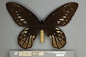 A dorsal/top down view of an adult female Queen Alexandra's birdwing showing the less vivid abdomen and mostly dark brown wings with pale brown markings.