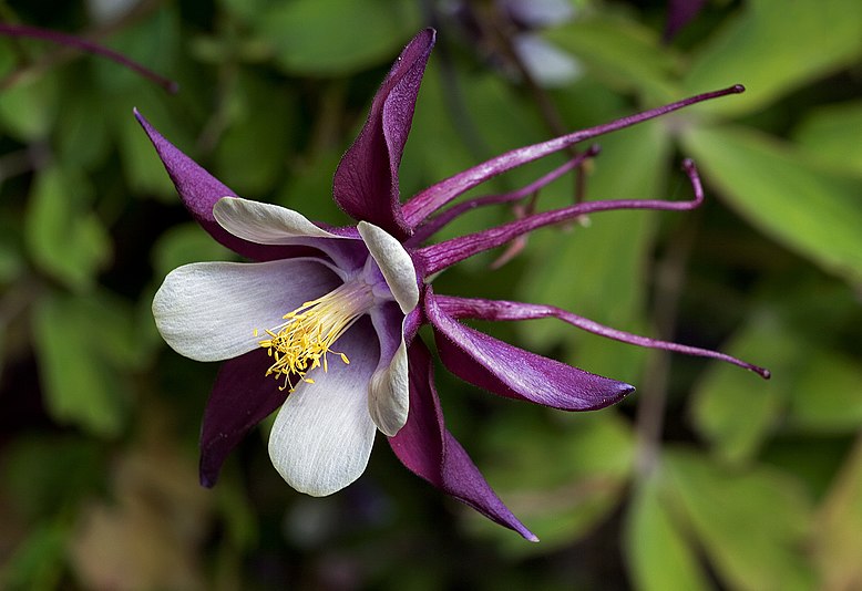 Aquilegia columbine "Magpie" cultivar