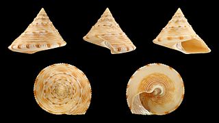 Calliostoma formosense