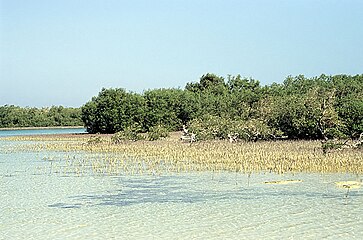 Mangroven im Nabq-Naturschutzgebiet