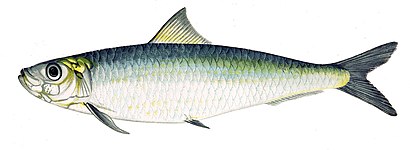 European pilchard, Sardina pilchardus