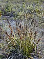 Significant coverage in multiple independent sawsedges