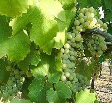 La photographie montre deux grappe de viognier vertes sur un pied de vigne ; elles ont encore besoin de mûrir