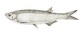 Salmophasia sardinella