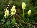 Dactylorhiza sambucina