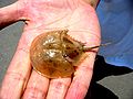 10 Έκδυμα από Limulus