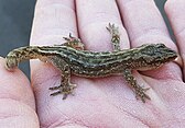 Korowai gecko