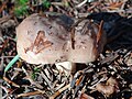 !Lactarius albocarneus!