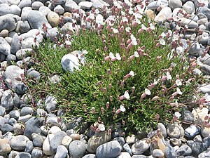 Strandlimurt (Silene uniflora)