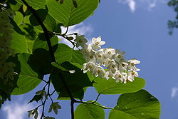 Styrax obassia