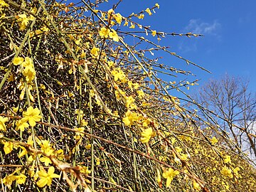 winter jasmine