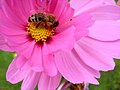 Biene auf Gartenblume -Sachsen - Germany