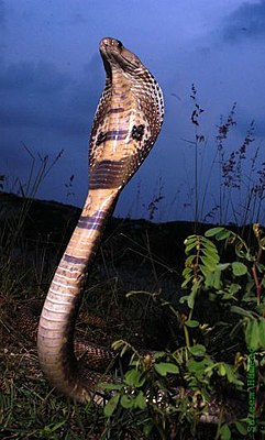 Bralslaang (Naja naja) LC - least concern (ei trüüwet)