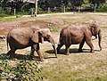 African Savanna Elephant Loxodonta africana, born 1969 (left), and Asian Elephant Elephas maximus, born 1970 (right), at an English zoo