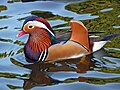 Mandarin duck II