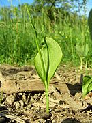 Ophioglosse commun (ophioglossum vulgatum)