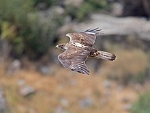 Aigle de Bonelli en vol vu de profil, la tête dirigée vers la gauche.