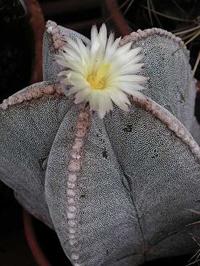 Biskophue (Astrophytum myriostigma)