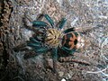 Chromatopelma cyaneopubescens