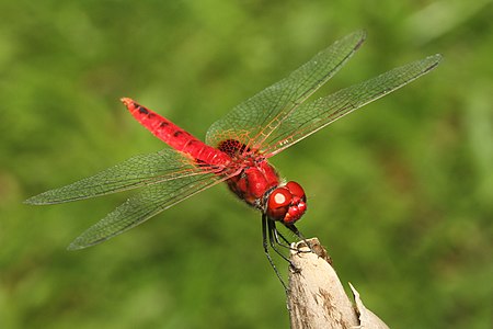 Urothemis signata male