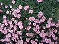 Dianthus pulmarius