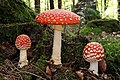 Les bétalaïnes sont responsables de la couleur rouge des sporophores d'amanite tue-mouches.