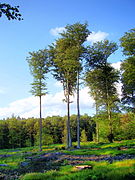 Forêt de Soignes.