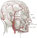 Thumbnail for Lateral nasal branch of facial artery