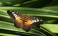 Parthenos sylvia