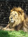 Asiatic lion