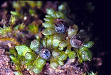 Sphaerocarpos texanus