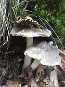 Photographie en vue latérale de deux champignons collés par leur pied poussant dans les feuilles sèches de Hêtre à proximité de la mousse. En se développant, le premier a soulevé quelques feuilles qui sont restées collées à son chapeau. Chapeaux que les champignons ont nettement fibrillé de noir, comme des cheveux partant de leur sommet