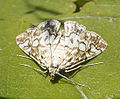 Elophila nymphaeata (Acentropinae)