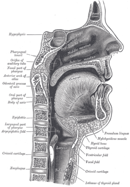 Anatomische weergave uit Gray's Anatomy van de menselijke keel en aangrenzende gebieden