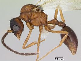 Pilotrochus besmerus