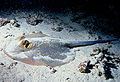 Image 77Bluespotted ribbontail ray resting on the seafloor (from Demersal fish)