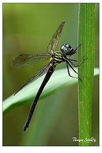 Idionyx travancorensis female