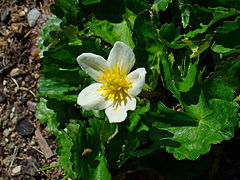 C. palustris var. alba