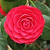 Camellia japonica